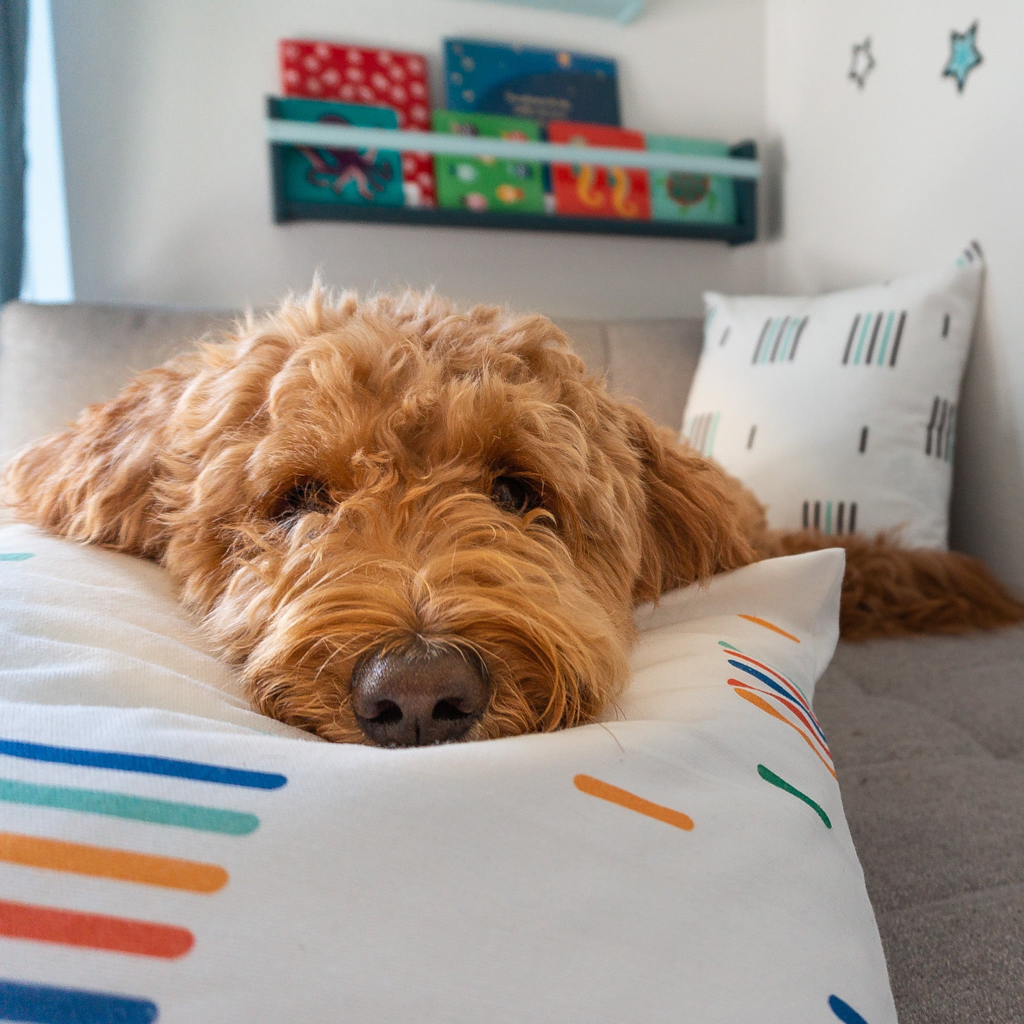A shaggy dog laying her head on a multicolored throw pillow.